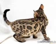 Bengalkatze rosetted